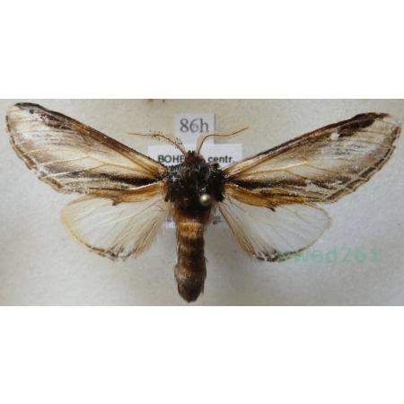 Pheosia tremula (Clerck, 1759) male Garbatka osinówka Czech86h